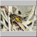 Lasioglossum pauxillum - Furchenbiene w02d 5mm - OS-Hasbergen-Lehmhuegel det.jpg